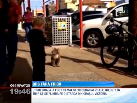 Un urs koala,  vedeta zilei în Australia