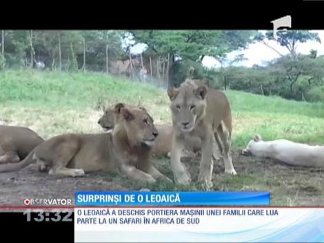 O leoaică a deschis portiera unei mașini pline cu turiști!