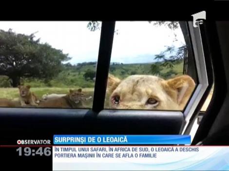 O leoaică deschide uşa maşinii unor turişti