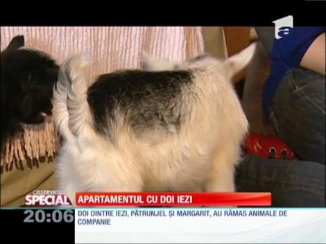 Maria Tudor, femeia cu o turmă de iezi