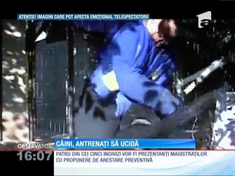 Cruzime dusă la extrem în Galaţi!  Cinci tineri îşi puneau câinii de luptă să atace şi să ucidă animale sălbatic