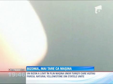 Un bizon a intrat în plin într-o maşină în parcul natural Yellowstone