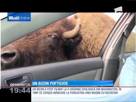 Un bizon înfometat şi-a băgat capul pe geamul unei maşini, spre şocul unei femei