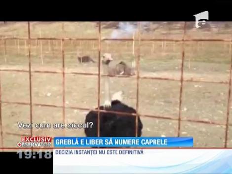 Toni Greblă e liber să numere caprele