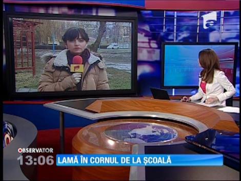 Lamă în cornul de la şcoală