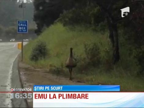 Un emu a blocat o autostradă din California