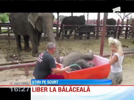 Prima baie a unui pui de elefant