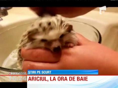 Ariciul, la ora de baie