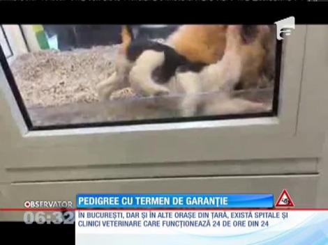 Pedigree cu termen de garanție