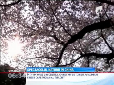 Spectacolul cireșilor înfloriți