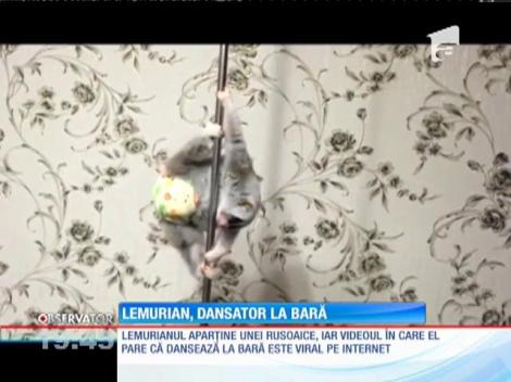 Lemurianul dansator la bară