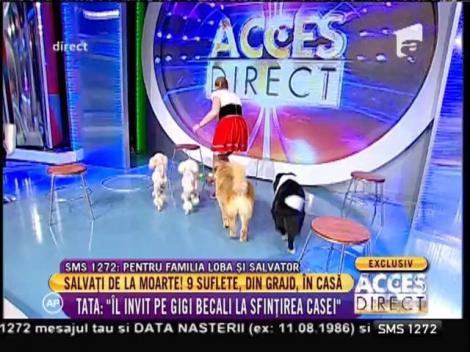 Moment de circ! Căţeluşii de la Globus, reprezentație în platoul de la Acces Direct!