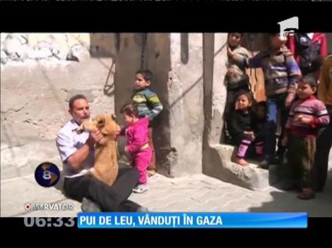 Pui de leu, vânduți în Gaza