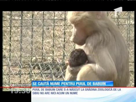 Se caută nume pentru puiul de babuin de la grădina zoologică din Sibiu