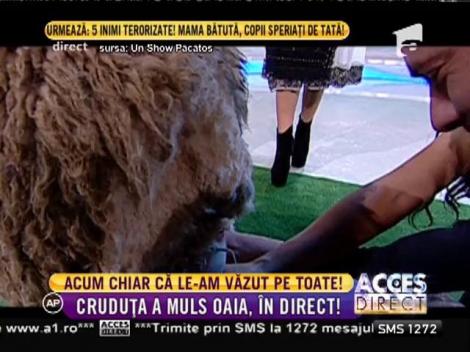 Daniela Crudu a muls oaia, în direct!