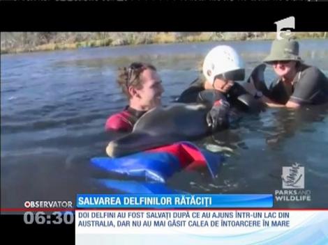 Salvarea unor delfini rătăciți