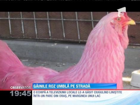Zeci de oameni au sunat la numărul urgenţă după ce au văzut găini roz