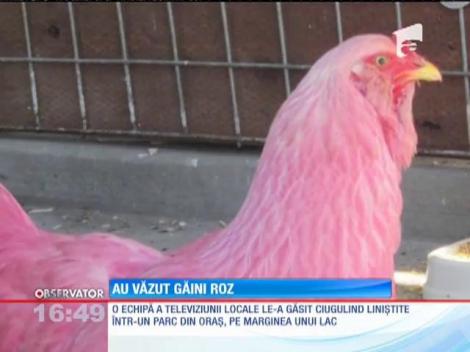 Două găini cu penajul roz, la plimbare prin oraș