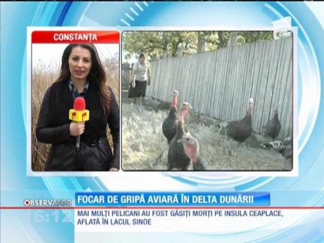 Focar de gripă aviară în Delta Dunării