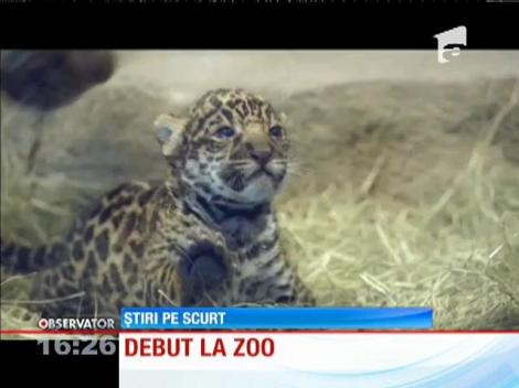Debut la grădina zoologică pentru un pui de jaguar