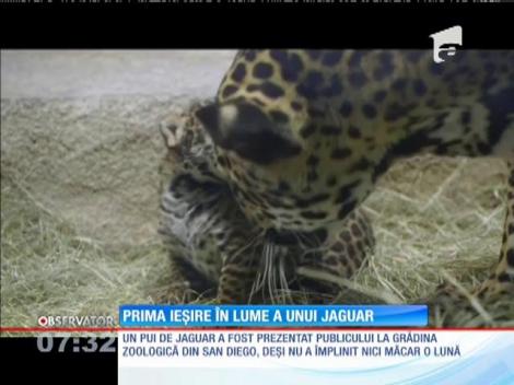 Un pui de jaguar a fost prezentat la grădina zoologică din San Diego
