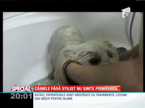 Special! Câinele fără stilist nu simte primăvara