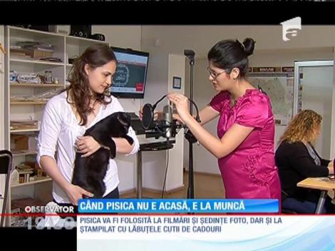 O companie care produce cadouri personalizate angajează o pisică!