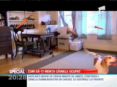 Special! Cum să-ți menții câinele ocupat