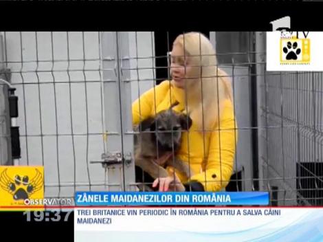 Trei tinere sexy din Marea Britanie vor să salveze câinii maidanezi din România