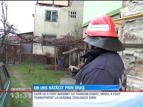 Un urs a băgat în sperieţi întregul oraş Sibiu