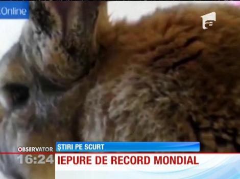 Cel mai mare iepure din lume are un metru şi 20 de centimetri lungime!