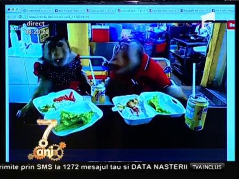 Smiley News: Maimuțele și shaorma