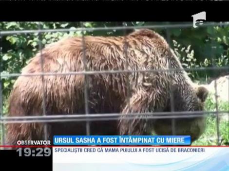Sasha, puiul de urs rătăcit în Sibiu, a fost dus la Zărneşti