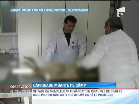 Nouă căprioare moarte pe un câmp între Pecica