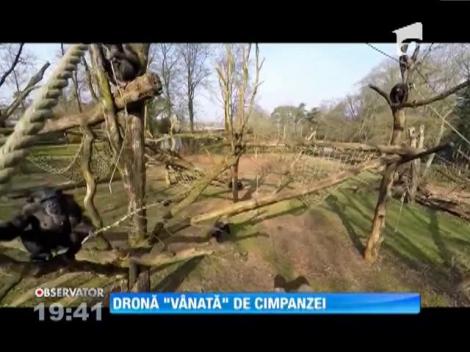 Dronă ”vânată” de cimpanzei
