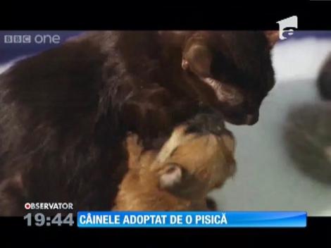 O pisică a devenit mamă adoptivă pentru un căţel