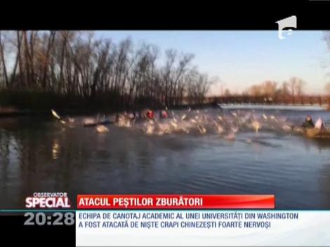 SPECIAL! Atacul peștilor zburători