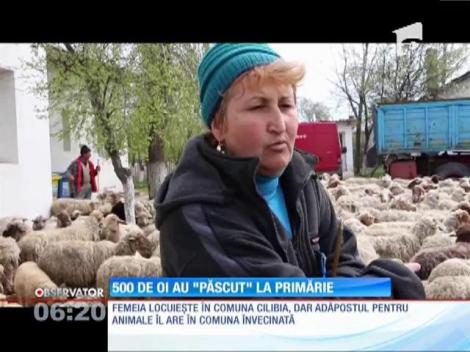 Și-a mânat oile la păscut în curtea primăriei!