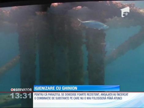 Peştii din cel mai mare acvariu din statul Texas au murit în urma unei operaţiuni de igienizare a apei