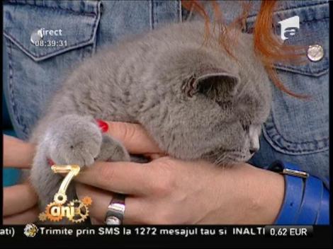 Gustările între mese pentru pisici