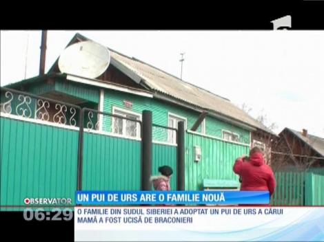 Un pui de urs tare simpatic a fost adoptat de o familie din Siberia