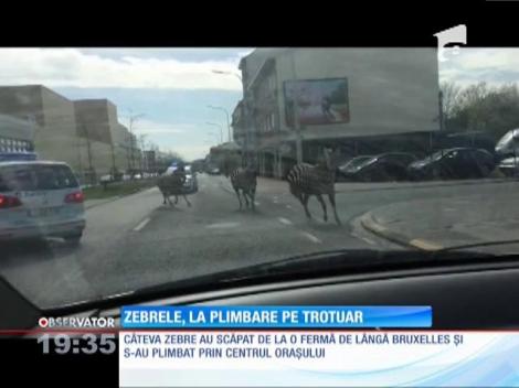 Zebrele, la plimbare pe trotuar