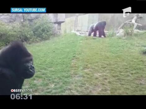 O copilă a trăit clipe de coşmar la o grădină zoologică din statul american Nebraska!