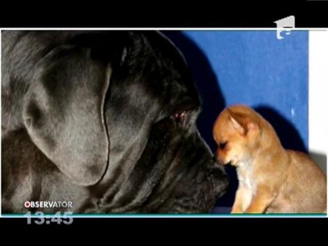 Prietenie pe viață între un chihuahua si un mastiff