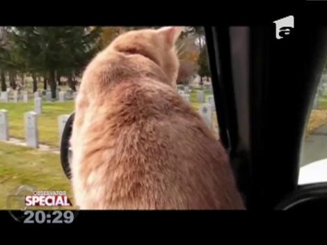 Special! Pisicile iubesc sporturile extreme