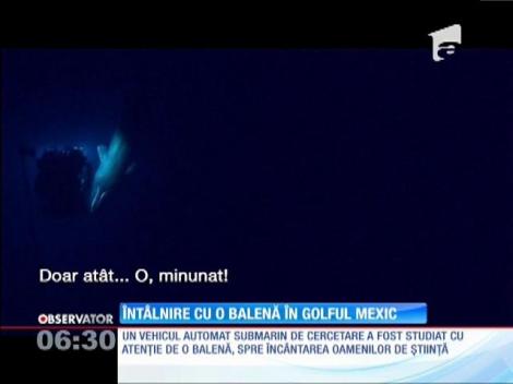 O echipă de cercetători, întâlnire neaşteptată cu o balenă în timpul unei expediții