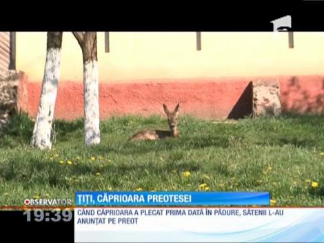 O căprioară nu are pace în pădure! Seară de seară, se întoarce la părintele ei adoptiv