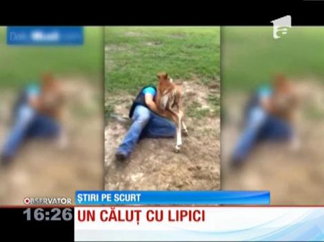 Un căluţ a devenit vedetă pe internet