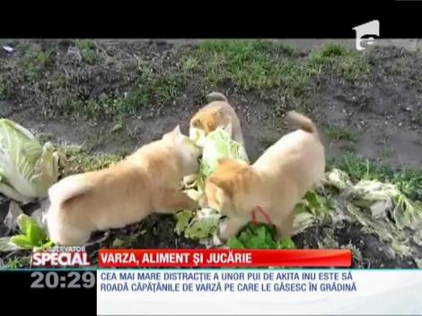 SPECIAL! Varza, aliment şi jucărie