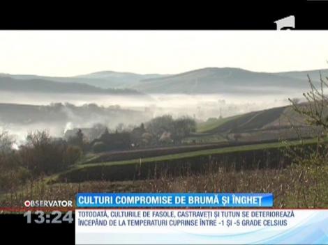 Culturi compromise de brumă şi îngheţ